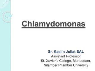 Chlamydomonas
Sr. Kaslin Juliat SAL
Assistant Professor
St. Xavier’s College, Mahuadanr,
Nilamber Pitamber University
 