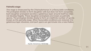 Palmella stage:
This stage is showcased by the Chlamydomonas in unfavourable conditions.
The protoplast divides to form daughter cells but does not form zoospores.
Each daughter protoplast secretes a gelatinous layer around itself but does
not develop flagella. These daughter protoplasts are known as palmello
spores. The protoplast divides slowly to form an indefinite number of spores
known as the palmella stage. When favourable conditions are restored, the
gelatinous layer dissolves, and each spore can germinate into a new thallus.
11
 