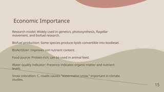 15
Economic Importance
Research model: Widely used in genetics, photosynthesis, flagellar
movement, and biofuel research.
Biofuel production: Some species produce lipids convertible into biodiesel.
Biofertilizer: Improves soil nutrient content.
Food source: Protein-rich; can be used in animal feed.
Water quality indicator: Presence indicates organic matter and nutrient
levels.
Snow coloration: C. nivalis causes “watermelon snow,” important in climate
studies.
 