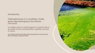 Introduction
Chlamydomonas is a unicellular, motile,
green alga belonging to the division
Chlorophyta.
It is widely used as a model organism in research due to
its simple structure, photosynthetic capability, and ease
of culture.
It exhibits both plant-like (photosynthesis) and animal-
like (motility) characteristics.
 
