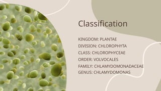 Classification
KINGDOM: PLANTAE
DIVISION: CHLOROPHYTA
CLASS: CHLOROPHYCEAE
ORDER: VOLVOCALES
FAMILY: CHLAMYDOMONADACEAE
GENUS: CHLAMYDOMONAS
 