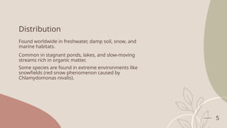 Distribution
Found worldwide in freshwater, damp soil, snow, and
marine habitats.
Common in stagnant ponds, lakes, and slow-moving
streams rich in organic matter.
Some species are found in extreme environments like
snowfields (red snow phenomenon caused by
Chlamydomonas nivalis).
5
 