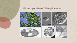 Microscopic view of chlamydomonas
 