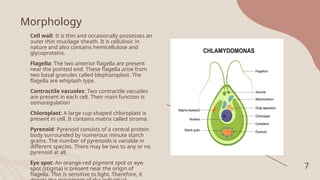 Morphology
Cell wall: It is thin and occasionally possesses an
outer thin mucilage sheath. It is cellulosic in
nature and also contains hemicellulose and
glycoproteins.
Flagella: The two anterior flagella are present
near the pointed end. These flagella arise from
two basal granules called blepharoplast. The
flagella are whiplash type.
Contractile vacuoles: Two contractile vacuoles
are present in each cell. Their main function is
osmoregulation
Chloroplast: A large cup-shaped chloroplast is
present in cell. It contains matrix called stroma.
Pyrenoid: Pyrenoid consists of a central protein
body surrounded by numerous minute starch
grains. The number of pyrenoids is variable in
different species. There may be two to any or no
pyrenoid at all.
Eye spot: An orange-red pigment spot or eye-
spot (stigma) is present near the origin of
flagella. This is sensitive to light. Therefore, it
7
 