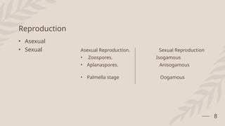 Reproduction
• Asexual
• Sexual Asexual Reproduction. Sexual Reproduction
• Zoospores. Isogamous
• Aplanaspores. Anisogamous
• Palmella stage Oogamous
8
 