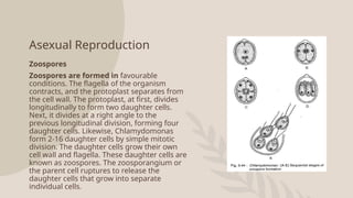Asexual Reproduction
Zoospores
Zoospores are formed in favourable
conditions. The flagella of the organism
contracts, and the protoplast separates from
the cell wall. The protoplast, at first, divides
longitudinally to form two daughter cells.
Next, it divides at a right angle to the
previous longitudinal division, forming four
daughter cells. Likewise, Chlamydomonas
form 2-16 daughter cells by simple mitotic
division. The daughter cells grow their own
cell wall and flagella. These daughter cells are
known as zoospores. The zoosporangium or
the parent cell ruptures to release the
daughter cells that grow into separate
individual cells.
 