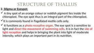 Eye Stigmata chlamydomonas Kirandeep Kaur Botany algae .pptx