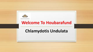 Welcome To Houbarafund
Chlamydotis Undulata
 