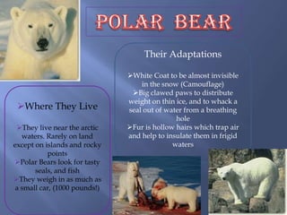 Their Adaptations

                               White Coat to be almost invisible
                                   in the snow (Camouflage)
                                Big clawed paws to distribute
                               weight on thin ice, and to whack a
 Where They Live              seal out of water from a breathing
                                              hole
 They live near the arctic    Fur is hollow hairs which trap air
   waters. Rarely on land      and help to insulate them in frigid
except on islands and rocky                  waters
           points
Polar Bears look for tasty
       seals, and fish
They weigh in as much as
 a small car, (1000 pounds!)
 