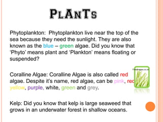 Phytoplankton: Phytoplankton live near the top of the
sea because they need the sunlight. They are also
known as the blue – green algae. Did you know that
‘Phyto’ means plant and ‘Plankton’ means floating or
suspended?
                                                     Freeimages.co.uk


Coralline Algae: Coralline Algae is also called red
algae. Despite it’s name, red algae, can be pink, red,
yellow, purple, white, green and grey.

Kelp: Did you know that kelp is large seaweed that
grows in an underwater forest in shallow oceans.
 