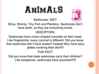 Freeimages.co.uk
                      Seahorses: DIET:
  Brine, Shrimp, Tiny Fish and Plankton. Seahorses don’t
          have teeth, so they eat everything whole.
                        DESCIPTION:
  Seahorses have crown shaped coronets on their head.
 Like fingerprints, every coronet is different. Did you know
that seahorses don’t have scales? Instead they have bony
                 plates covering their skin!!!!
                         FUN FACT:
  Did you know that male seahorses carry their children?
       Like kangaroos, seahorses have pouches!!!!!!
 