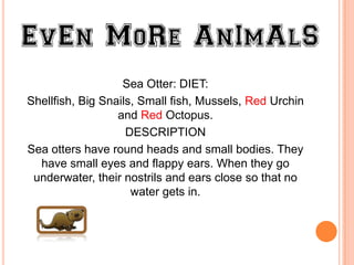 Sea Otter: DIET:
Shellfish, Big Snails, Small fish, Mussels, Red Urchin
                  and Red Octopus.
                    DESCRIPTION
Sea otters have round heads and small bodies. They
  have small eyes and flappy ears. When they go
 underwater, their nostrils and ears close so that no
                     water gets in.

  Freeimages.co.uk
 