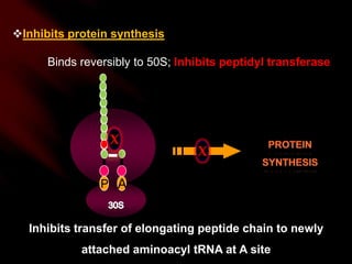 Inhibits protein synthesis 	Binds reversibly to 50S; Inhibits peptidyl transferaseXProtein synthesis XPA30SInhibits transfer of elongating peptide chain to newly attached aminoacyl tRNA at A site 