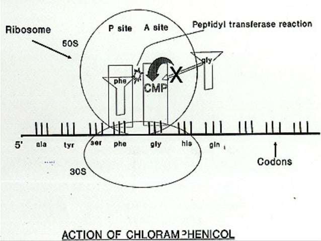 Chloramphenicol Palmitate Oral Suspension Dosage