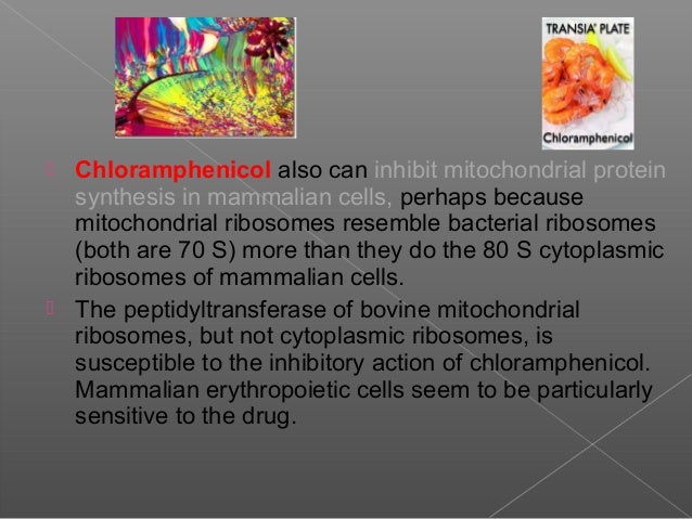 Chloramphenicol Palmitate Oral Suspension Dosage