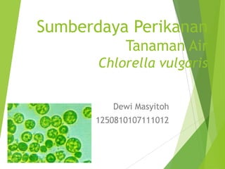 Sumberdaya Perikanan
Tanaman Air
Chlorella vulgaris
Dewi Masyitoh
1250810107111012
 