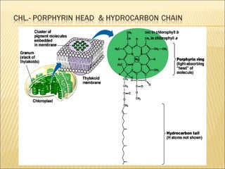Chloro.ppt