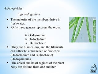 6.Oedogoniales
Eg- oedogonium
 The majority of the members thrive in
freshwater.
 Only three genera represent the order.
 Oedogomium
 Oedocladium
 Bulbochaete
 They are filamentous, and the filaments
can either be unbranched or branched
(Oedocladium and Bulbochaete)
(Oedogomium).
 The apical and basal regions of the plant
body are distinct from one another.
 