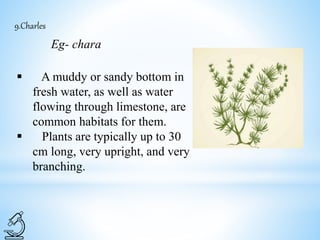 9.Charles
Eg- chara
 A muddy or sandy bottom in
fresh water, as well as water
flowing through limestone, are
common habitats for them.
 Plants are typically up to 30
cm long, very upright, and very
branching.
 