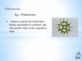 2.Chlorococcales
Eg - Pediastrum
 Almost exclusively freshwater-
based, unicellular or colonial, and
non-motile when in the vegetative
state.
 