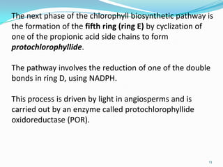The next phase of the chlorophyll biosynthetic pathway is
the formation of the fifth ring (ring E) by cyclization of
one of the propionic acid side chains to form
protochlorophyllide.

The pathway involves the reduction of one of the double
bonds in ring D, using NADPH.

This process is driven by light in angiosperms and is
carried out by an enzyme called protochlorophyllide
oxidoreductase (POR).



                                                        13
 