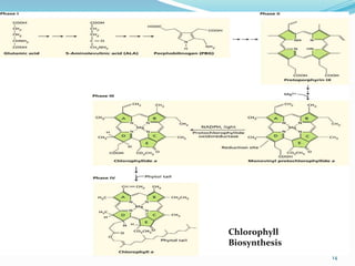 Chlorophyll
Biosynthesis
               14
 