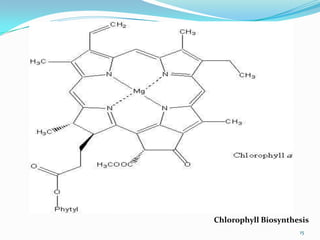 Chlorophyll Biosynthesis
                     15
 