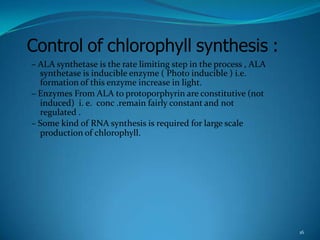 Control of chlorophyll synthesis :
– ALA synthetase is the rate limiting step in the process , ALA
  synthetase is inducible enzyme ( Photo inducible ) i.e.
  formation of this enzyme increase in light.
– Enzymes From ALA to protoporphyrin are constitutive (not
  induced) i. e. conc .remain fairly constant and not
  regulated .
– Some kind of RNA synthesis is required for large scale
  production of chlorophyll.




                                                                  16
 