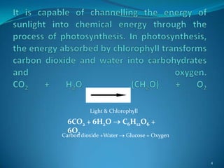 Light & Chlorophyll
  6CO2 + 6H2O           C6H12O6 +
  6O2
Carbon dioxide +Water   Glucose + Oxygen



                                           4
 