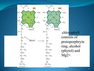 chlorophyll
         consists of
phytol
         protoporphryin
         ring, alcohol
         (phytol) and
         Mg2+


                          9
 