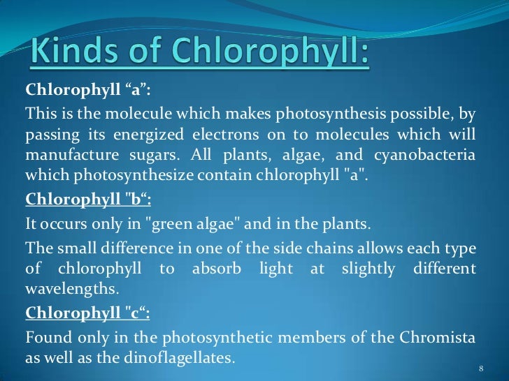Chlorophyll