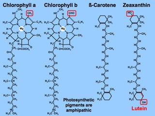 Chlorophyll | PPTX