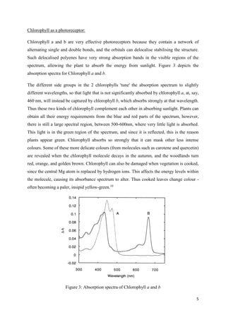 5
Chlorophyll as a photoreceptor:
Chlorophyll a and b are very effective photoreceptors because they contain a network of
alternating single and double bonds, and the orbitals can delocalise stabilising the structure.
Such delocalised polyenes have very strong absorption bands in the visible regions of the
spectrum, allowing the plant to absorb the energy from sunlight. Figure 3 depicts the
absorption spectra for Chlorophyll a and b.
The different side groups in the 2 chlorophylls 'tune' the absorption spectrum to slightly
different wavelengths, so that light that is not significantly absorbed by chlorophyll a, at, say,
460 nm, will instead be captured by chlorophyll b, which absorbs strongly at that wavelength.
Thus these two kinds of chlorophyll complement each other in absorbing sunlight. Plants can
obtain all their energy requirements from the blue and red parts of the spectrum, however,
there is still a large spectral region, between 500-600nm, where very little light is absorbed.
This light is in the green region of the spectrum, and since it is reflected, this is the reason
plants appear green. Chlorophyll absorbs so strongly that it can mask other less intense
colours. Some of these more delicate colours (from molecules such as carotene and quercetin)
are revealed when the chlorophyll molecule decays in the autumn, and the woodlands turn
red, orange, and golden brown. Chlorophyll can also be damaged when vegetation is cooked,
since the central Mg atom is replaced by hydrogen ions. This affects the energy levels within
the molecule, causing its absorbance spectrum to alter. Thus cooked leaves change colour -
often becoming a paler, insipid yellow-green.10
Figure 3: Absorption spectra of Chlorophyll a and b
 