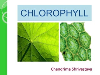 CHLOROPHYLL
Chandrima Shrivastava
 
