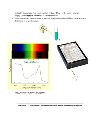 toutes les couleurs de l’arc-en-ciel (violet – indigo – bleu – vert – jaune – orange –
rouge). C’est le spectre continu de la lumière blanche.
 On interpose une cuve contenant la solution de pigments chlorophylliens entre la source
de lumière et le spectroscope.
Conclusion : La chlorophylle a absorbe fortement les parties bleu et rouge du spectre
http://feuilles-d-automne.blogspot.fr
 