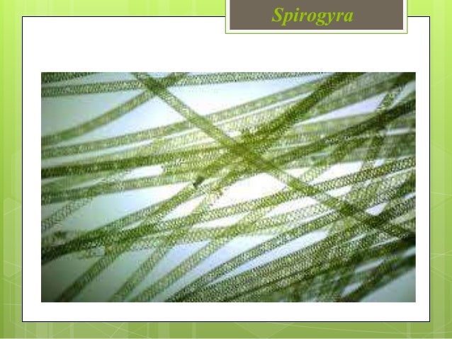 Spirogyra berkembang biak secara generatif dengan cara