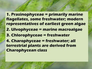 1. Prasinophyceae = primarily marine
flagellates, some freshwater; modern
representatives of earliest green algae
2. Ulvophyceae = marine macroalgae
3. Chlorophyceae = freshwater
4. Charophyceae = freshwater; all
terrestrial plants are derived from
Charophycean class
 