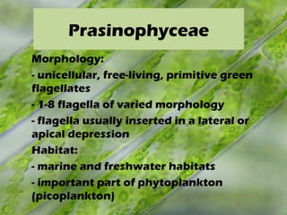 Prasinophyceae
Morphology:
- unicellular, free-living, primitive green
flagellates
- 1-8 flagella of varied morphology
- flagella usually inserted in a lateral or
apical depression
Habitat:
- marine and freshwater habitats
- important part of phytoplankton
(picoplankton)
 
