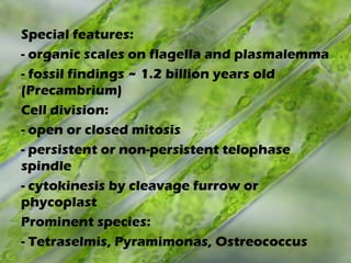 Special features:
- organic scales on flagella and plasmalemma
- fossil findings ~ 1.2 billion years old
(Precambrium)
Cell division:
- open or closed mitosis
- persistent or non-persistent telophase
spindle
- cytokinesis by cleavage furrow or
phycoplast
Prominent species:
- Tetraselmis, Pyramimonas, Ostreococcus
 