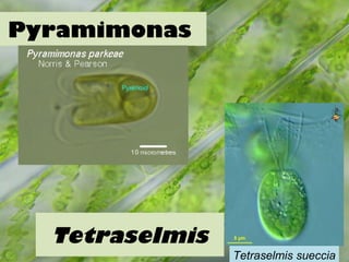 Pyramimonas
Tetraselmis
Tetraselmis sueccia
 