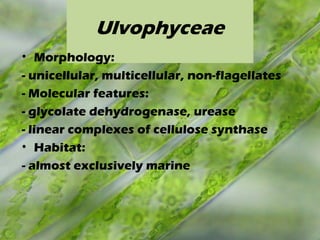 Ulvophyceae
• Morphology:
- unicellular, multicellular, non-flagellates
- Molecular features:
- glycolate dehydrogenase, urease
- linear complexes of cellulose synthase
• Habitat:
- almost exclusively marine
 