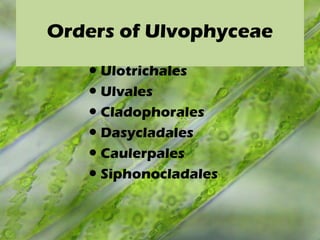 Orders of Ulvophyceae
● Ulotrichales
● Ulvales
● Cladophorales
● Dasycladales
● Caulerpales
● Siphonocladales
 