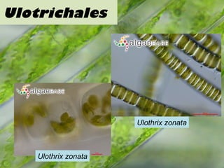 Ulotrichales
Ulothrix zonata
Ulothrix zonata
 