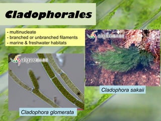 Cladophorales
- multinucleate
- branched or unbranched filaments
- marine & freshwater habitats
Cladophora sakaii
Cladophora glomerata
 