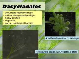 Dasycladales
- uninucleate vegetative stage
- multinucleate generative stage
- mostly calcified
- isogamous
- marine, (sub)tropical habitats
Acetabularia peniculus, cyst stage
Acetabularia acetabulum, vegetative stage
 