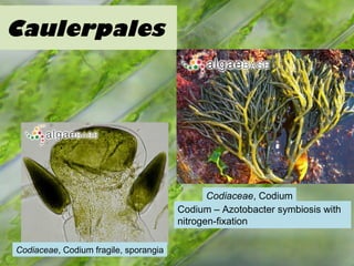 Caulerpales
Codiaceae, Codium
Codium – Azotobacter symbiosis with
nitrogen-fixation
Codiaceae, Codium fragile, sporangia
 