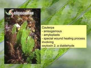 Caulerpa
- anisogamous
- amyloplasts
- special wound healing process
involving
oxytoxin 2, a dialdehyde
 