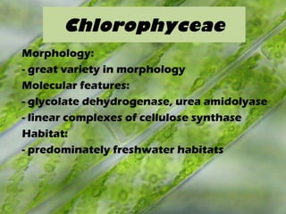 Chlorophyceae
Morphology:
- great variety in morphology
Molecular features:
- glycolate dehydrogenase, urea amidolyase
- linear complexes of cellulose synthase
Habitat:
- predominately freshwater habitats
 