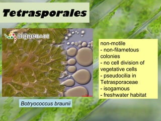 Tetrasporales
Botryococcus braunii
non-motile
- non-filametous
colonies
- no cell division of
vegetative cells
- pseudocilia in
Tetrasporaceae
- isogamous
- freshwater habitat
 