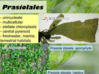 Prasiolales
- uninucleate
- multicellular
- stellate chloroplasts
- central pyrenoid
- freshwater, marine,
terrestrial habitats
Prasiola stipiata, sporophyte
Prasiola stipiata, habitus
 